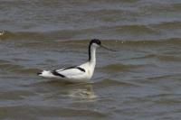 Pied Avocet