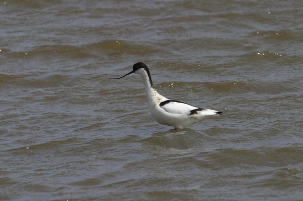 Pied Avocet