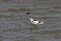 Pied Avocet