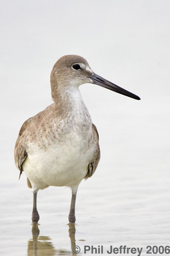 Willet