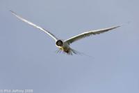 Forster's Tern