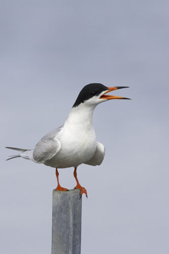 Forster's Tern (FOTE-002)