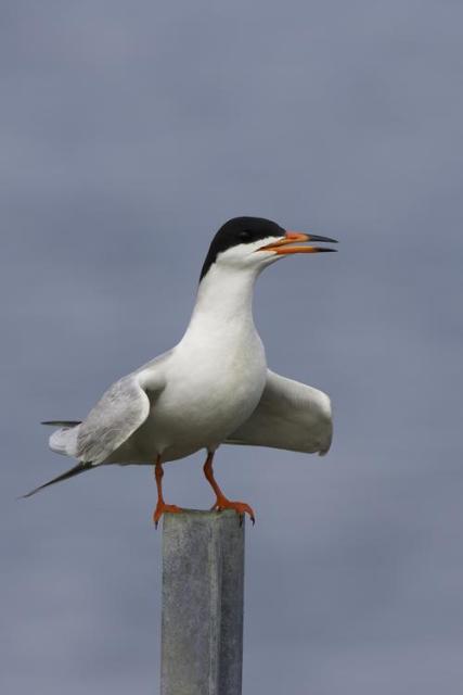 Forster's Tern