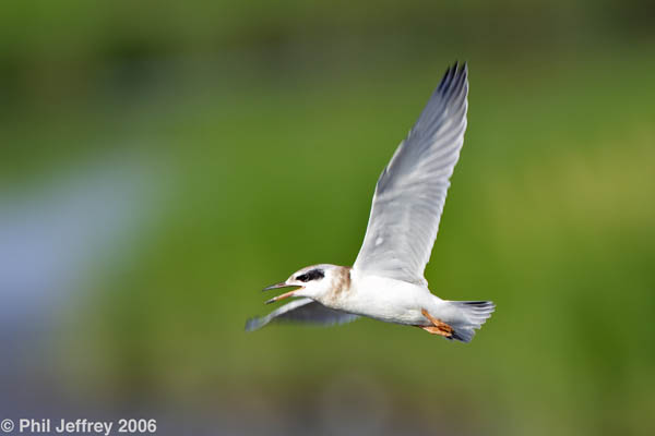 Forster's Tern