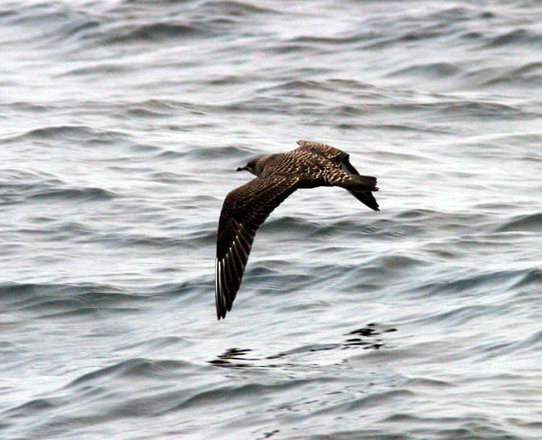 Long-tailed Jaeger