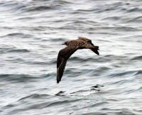 Long-tailed Jaeger