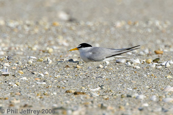 Least Tern