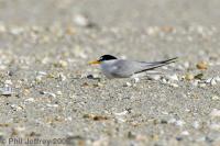 Least Tern