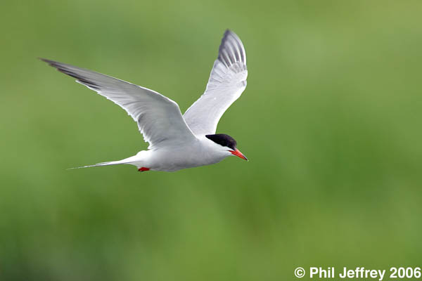 Common Tern in flight