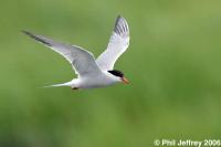 Common Tern
