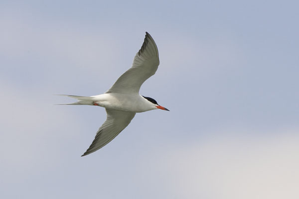 Common Tern