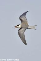 Common Tern juvenile
