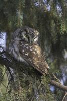 Boreal Owl