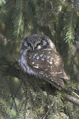 Boreal Owl