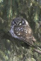Boreal Owl