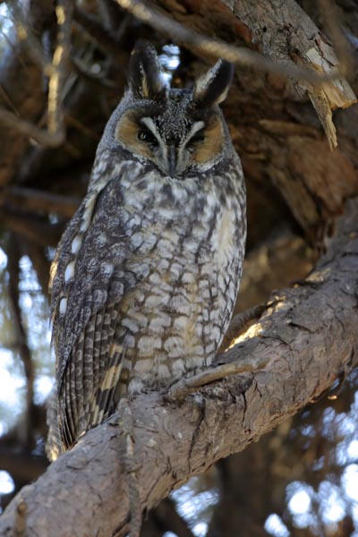 Long-eared Owl