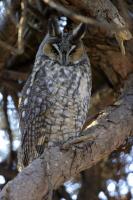 Long-eared Owl