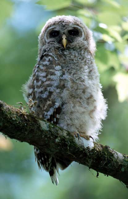 Barred Owl