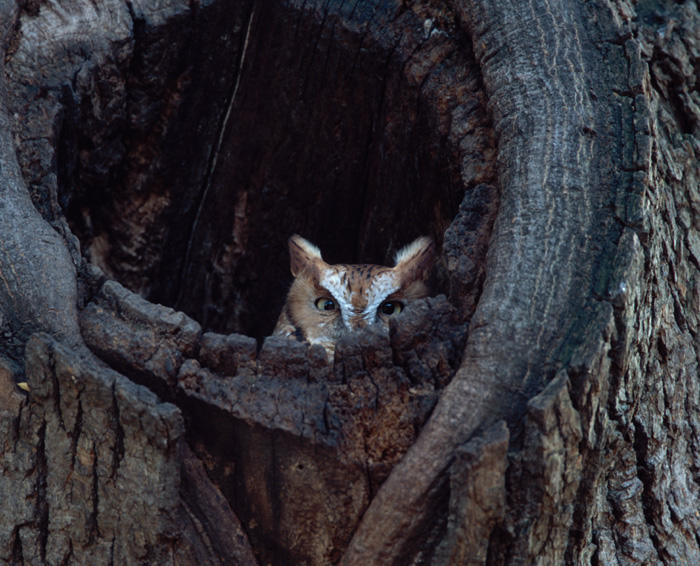 Eastern Screech-Owl