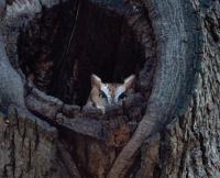 Eastern Screech-Owl