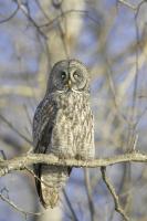 Great Gray Owl