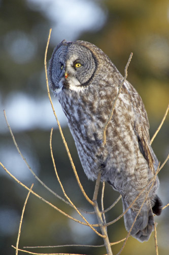 Great Gray Owl