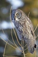Great Gray Owl