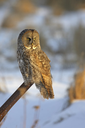 Great Gray Owl