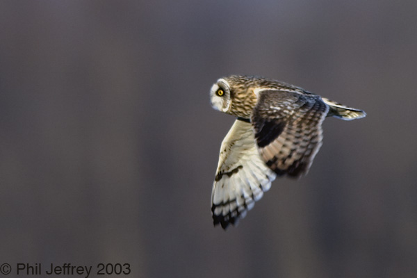 Short-eared Owl