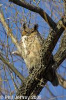 Great Horned Owl