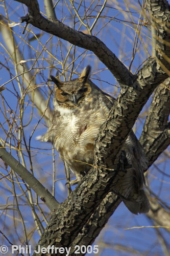 Great Horned Owl