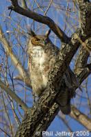 Great Horned Owl