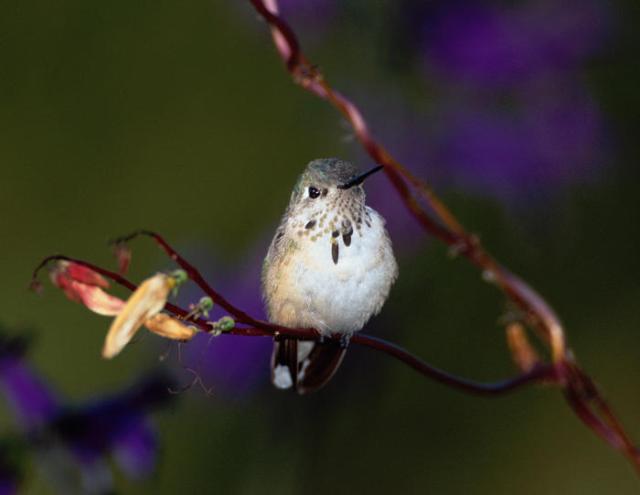 Calliope Hummingbird