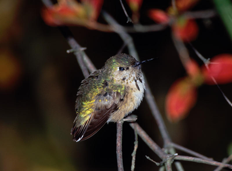 Calliope Hummingbird