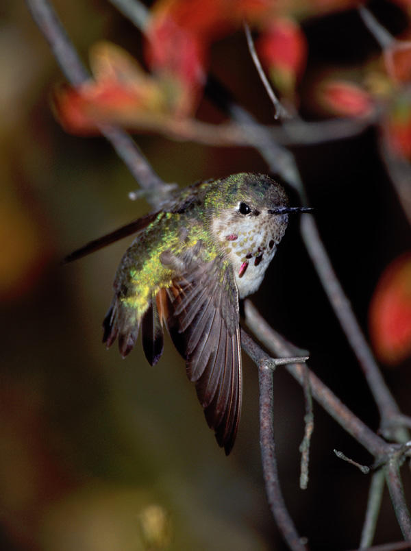 Calliope Hummingbird