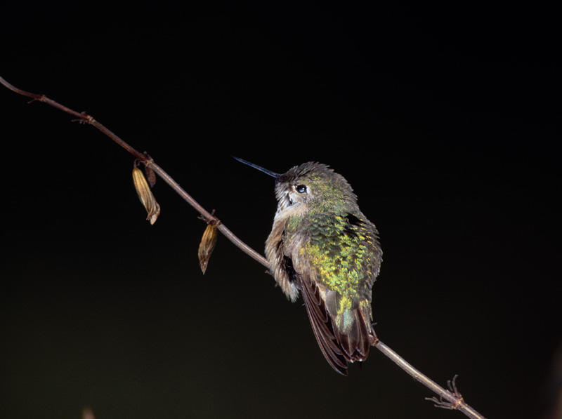 Calliope Hummingbird