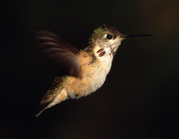 Calliope Hummingbird