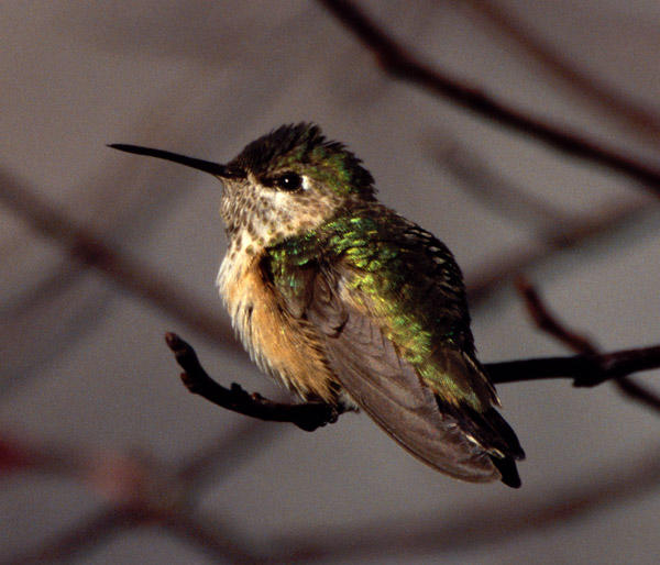 Calliope Hummingbird