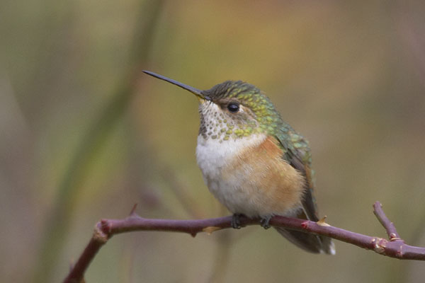 Rufous Hummingbird