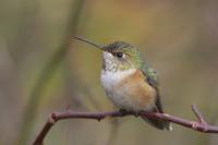 Rufous Hummingbird
