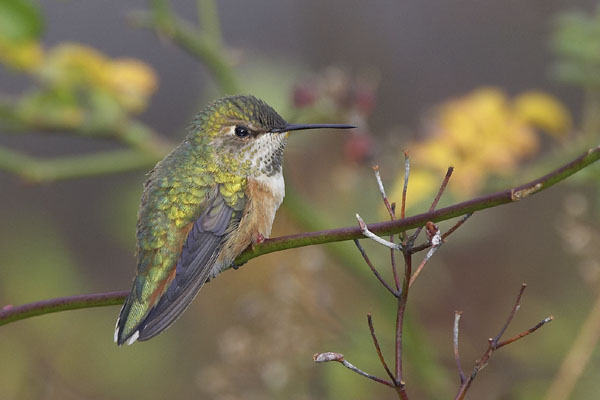 Rufous Hummingbird