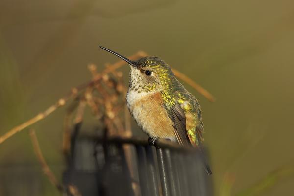 Rufous Hummingbird