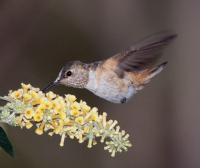 Rufous/Allen's Hummingbird