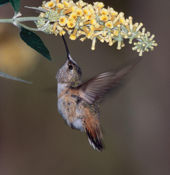 Allen's Hummingbird