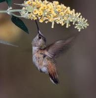 Rufous/Allen's Hummingbird