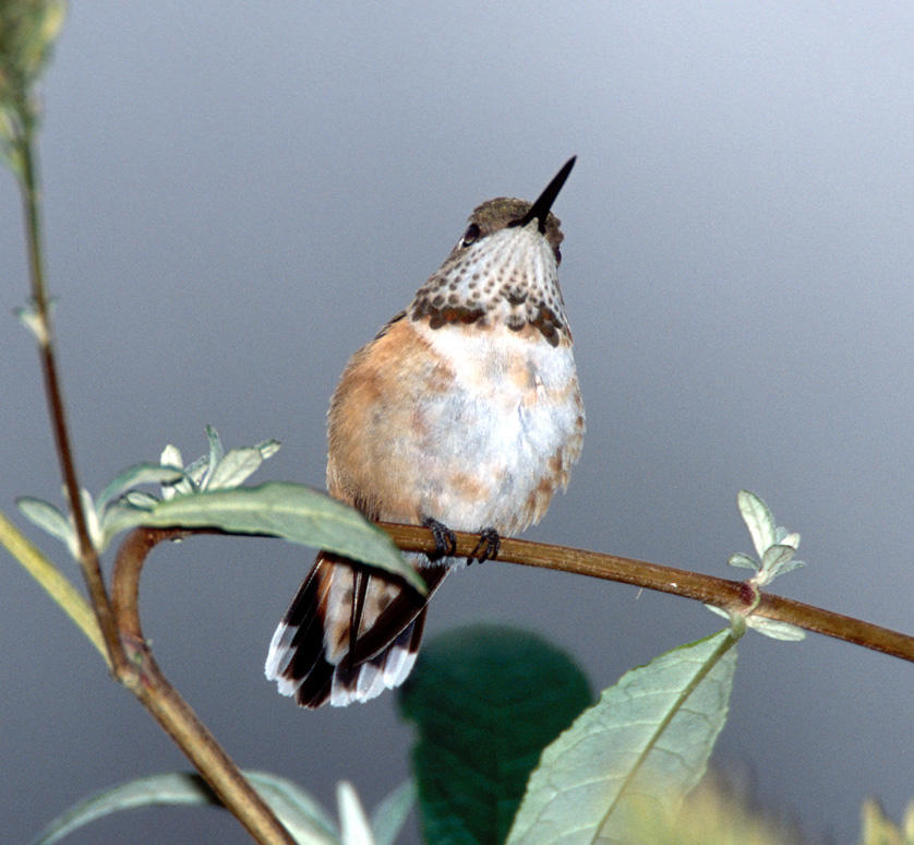 Rufous Hummingbird