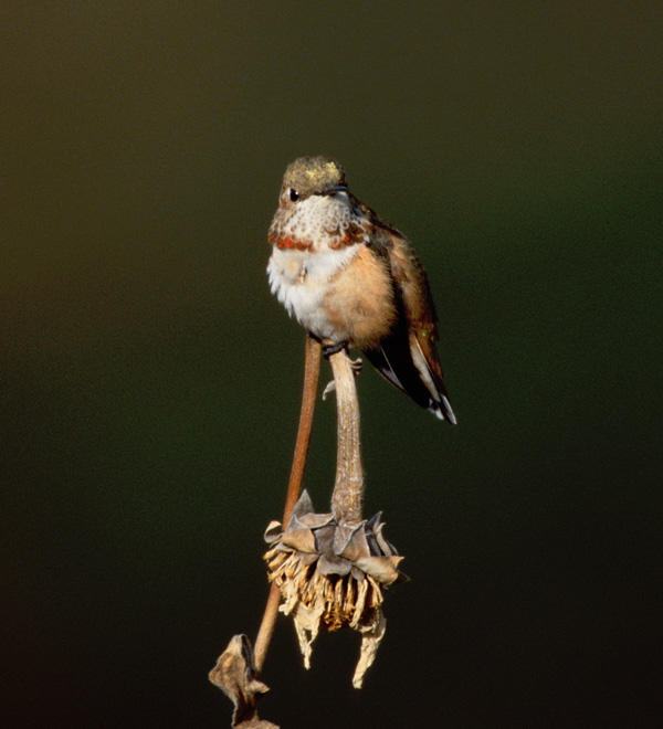 Rufous Hummingbird