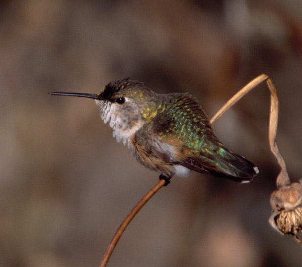 Rufous Hummingbird