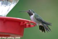 Broad-tailed Hummingbird