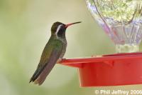White-eared Hummingbird